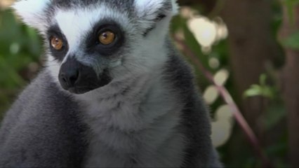 Madagascar : une étude met en garde contre une "vague d'extinction" imminente
