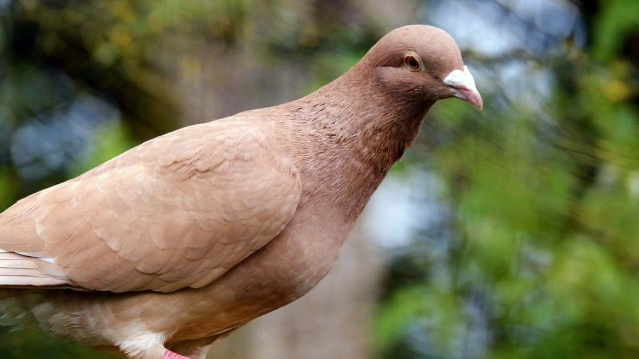 DOVE BIRD