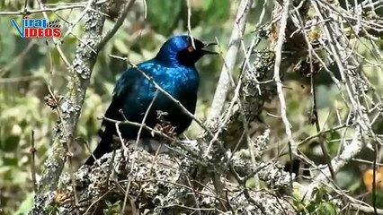 Cape Starling (Lamprotornis nitens) | Nature is Amazing | Viral Videos