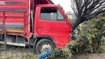 Canlı hayvan taşıyan kamyonet ağaca çarptı: 2 yaralı