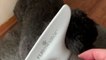 FURminator Grooming Rake, Removes Loose Hair and Tangles