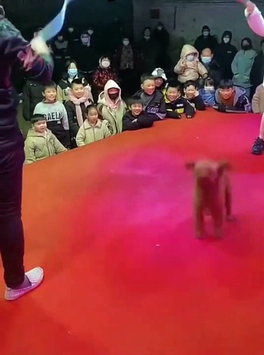 professional dog jumping rope video Dailymotion