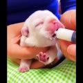 03.Cute baby animals Videos Compilation cute moment of the animals #10 Cutest Animals 2022