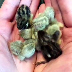 07.Cute baby animals Videos Compilation cute moment of the animals #6 Cutest Animals 2022