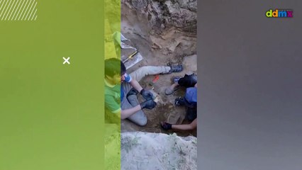 Hallan en Argentina uno de los restos más completos del tigre diente de sable