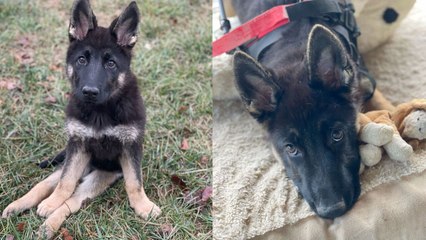 Special Needs Puppy Seeks Equally Special Forever Home