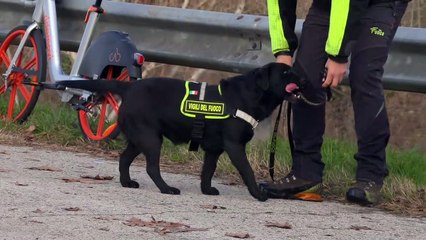 Padova, uomo si getta nel Brenta: le ricerche con cani e sommozzatori