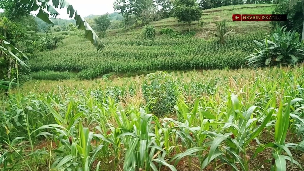 Vlog..!! Pemandangan diTepi Jalan Desa Bumi Merapi, Way Kanan - LAMPUNG @Hevrin_Iskandar