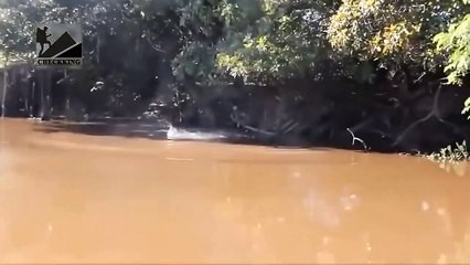 Wild Animals Attacks 2020   Most Amazing Moments Of  Underwater Battles