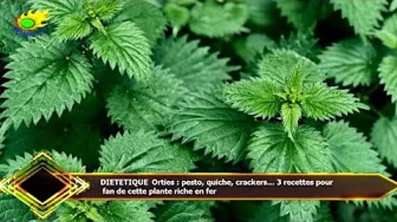 DIETETIQUE Orties : pesto, quiche, crackers… 3 recettes pour  fan de cette plante riche en fer