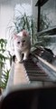 When your cat knows how to play piano