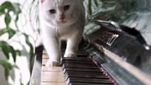 When your cat knows how to play piano