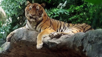 6 Animals That Can DEFEAT A Tiger