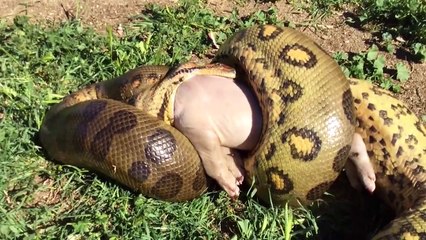10 Animals That Could DEFEAT An Anaconda   Pet Spot (2)