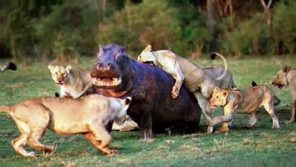 10 CRAZY Moments Predators Became Prey While Hunting   Pet Spot (2)
