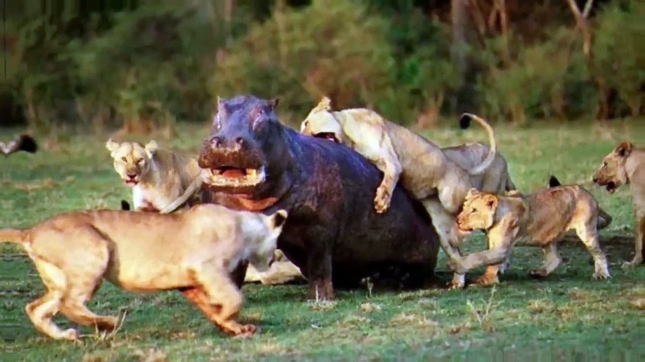 10 CRAZY Moments Predators Became Prey While Hunting   Pet Spot (2)