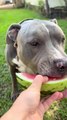Pitbull Makes Human-Like Chewing Sounds While Eating Watermelon