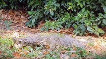 15 Tragic Moments of Komodo Dragons Eating Their Prey Alive   Pet Spot (WARNING Graphic Content) (2)