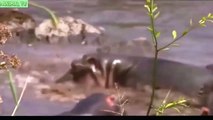 African Animal newest- Most Shocking Animal fight- Craziest Moment ever