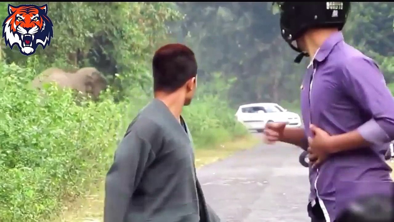 African Animals- Elephants Attacks Human- Animal Attack