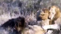 African Animals- Lion kill lion- Wild Animal fighting most Amazing Animal Fight (2)