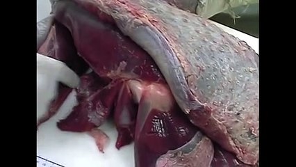 African anmal fighting 2017- Lion Vs Ostrich Fightng