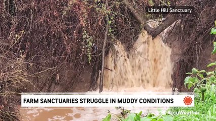 California farm sanctuaries struggle in muddy conditions