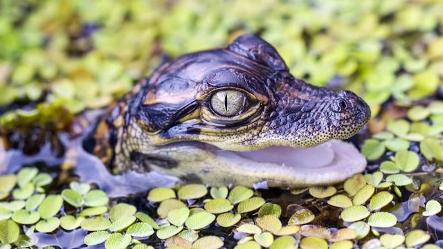 15 Incredible Moments of Animals Defeating Crocodiles, Alligators and Caimans Pet Spot