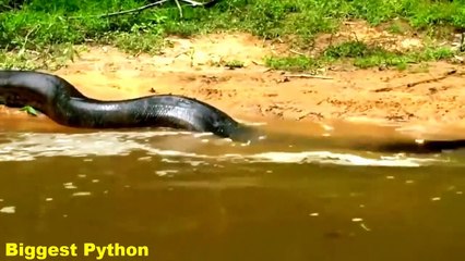 Africant Animal- Giant Anaconda Attacks Human- Big Snake Attack (2)