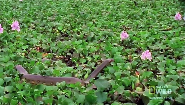 Anaconda Devours World's Largest Rodent World's Deadliest