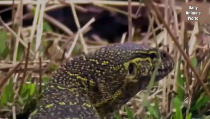 Animal Fighting King Cobra vs Lizard   Wild Animal Attack