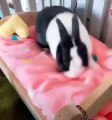 Adorable conejo organiza su cama para ir a dormir