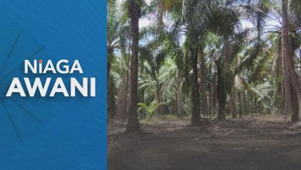 Niaga AWANI: Minyak sawit mentah didangangkan tidak menentu hingga Mac 2023 - MIDF