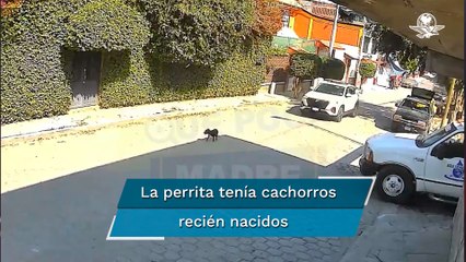 Atropella intencionalmente a perrita y se da a la fuga en Edomex 