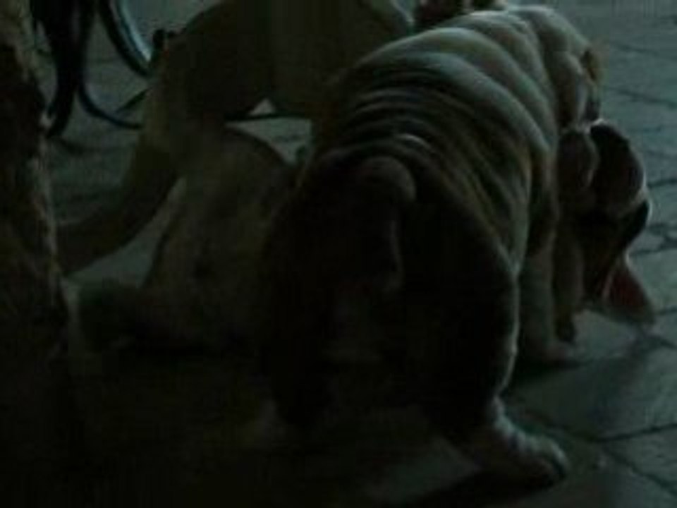 Lola 031
