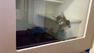 Dumped kitten Cali in RSPCA WA's care.