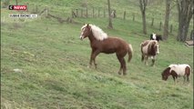 Parc de la Tête d’Or : adieu petits poneys