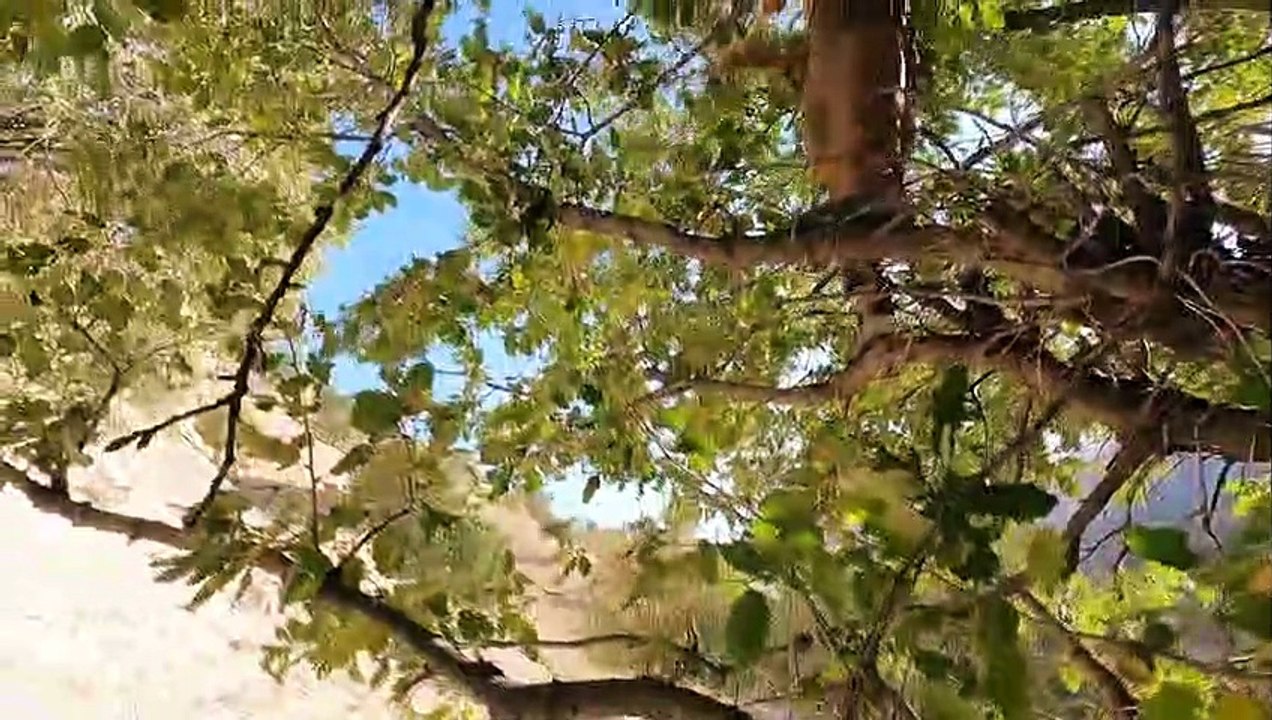Picking Acorns by Village Woman & Her Son _ The Village & Nomadic Lifestyle of Iran