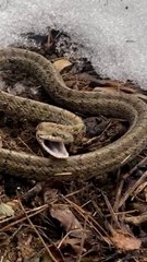 따뜻한 봄날에 깨어난 누룩뱀과 피어난 매화 🌸