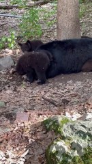 Small Bear Cub Leaves Mother to Play with Videographer