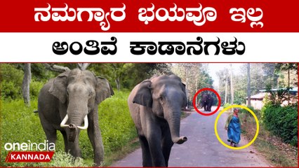 ಸಕಲೇಶಪುರ ಗ್ರಾಮದ ರಸ್ತೆಗಳಲ್ಲಿ ಕಾಡಾನೆಗಳ ಗಮ್ಮತ್ತು ನೋಡಿ | *Karnataka | OneIndia Kannada