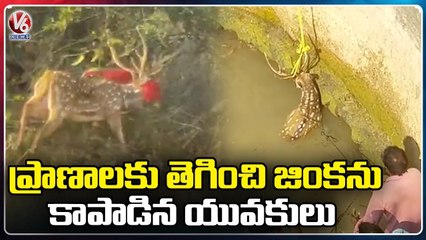 Villagers Rescued Accidentally Fallen Deer From A Well | Jagtial | V6 News