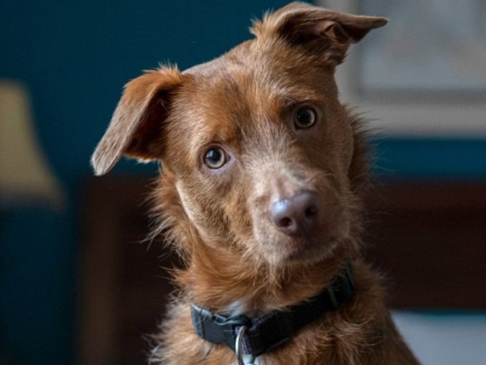 Trendige Klassiker: Diese Haustiernamen waren 2022 am beliebtesten