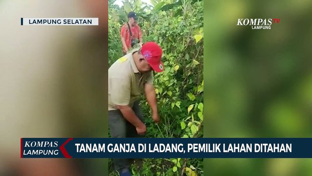 Seorang Petani Tanam Ganja di Ladang