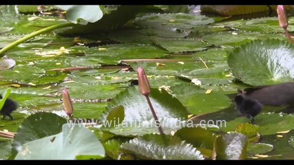 Cute animals from wildfilmsindia's archive_ See this Cute compilation!