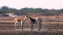 The Donkey's twin - Wild Asses in Gujarat