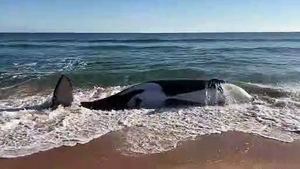 Orca com mais de 6 metros morre após dar à costa na Flórida