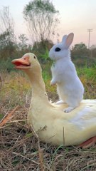 duck has green grass on her head Rabbit