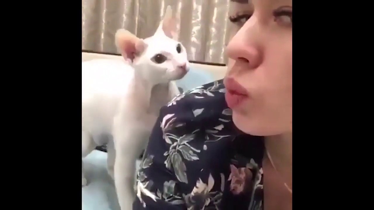 Try not to laugh Funny Cats Compilation 2020