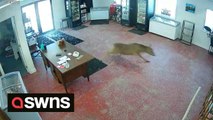 Security camera captures the moment a deer smashed through a window pane of a butcher's shop front door